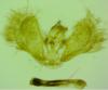 Colostygia stilpna